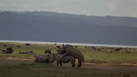 White Rhinos Mating #Safari #Rhinos #Mating - YouTube