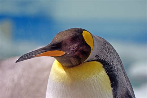 King Penguin. Sea World. Qld Aust. | King penguins are sligh… | Flickr