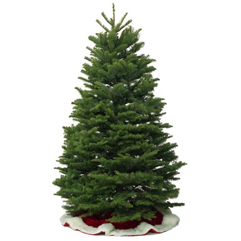 Buy Live Noble Fir Christmas Trees Near Me 2023 Best Amazing Review of ...