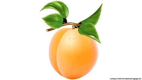 Apricot clipart 20 free Cliparts | Download images on Clipground 2024