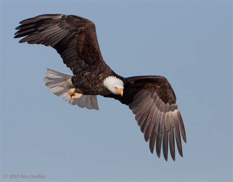 Adult Bald Eagle in flight « Feathered Photography