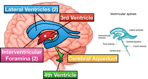 Floor Of Fourth Ventricle Easy Diagram | Viewfloor.co