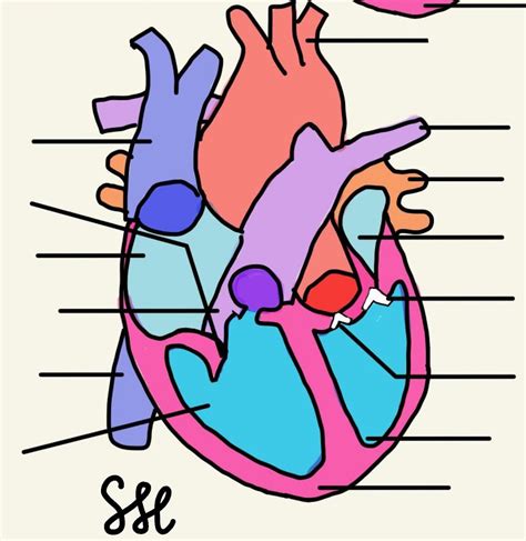 Anatomy of the Heart Diagram | Quizlet