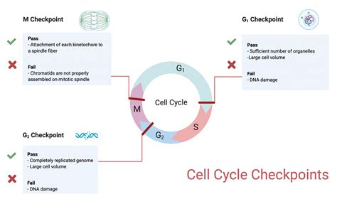 17.1 Cell Cycle Checkpoints – College Biology I