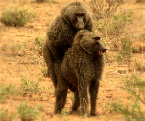 Baboons Mating | Fardeen Rahaman | Flickr