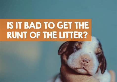 Is It Bad to Get the Runt of the Litter? (Based on experience...)