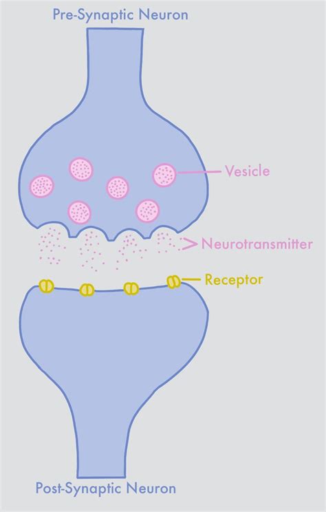 Neurotransmitters (9-12) — Project Synapse