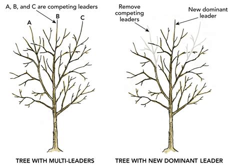 Proper Pruning for Young Trees - Fine Gardening