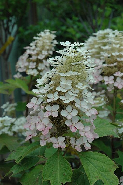 Alice Hydrangea (Hydrangea quercifolia 'Alice') at Oakland Nurseries ...