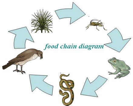 Physics Impact: food chain diagram