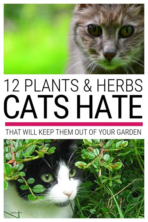 Cat Repellent Plants & Herbs | Cat repellant, Cat repellant garden ...