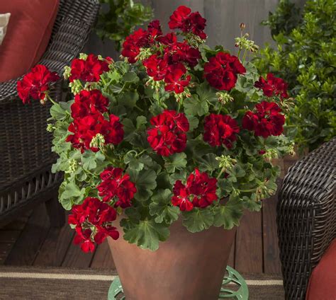 Geranium Calliope® Medium Dark Red | All-America Selections