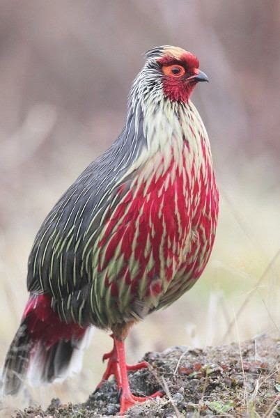 Blood pheasant - Alchetron, The Free Social Encyclopedia