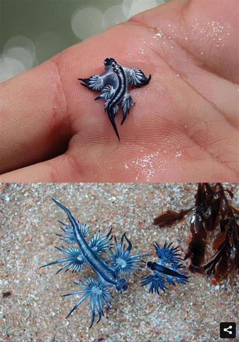 Glaucus Atlanticus AKA the blue dragon | Glaucus atlanticus, Weird animals, Beautiful sea creatures