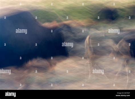 Buffalo running abstract Yellowstone National Park WY Stock Photo - Alamy