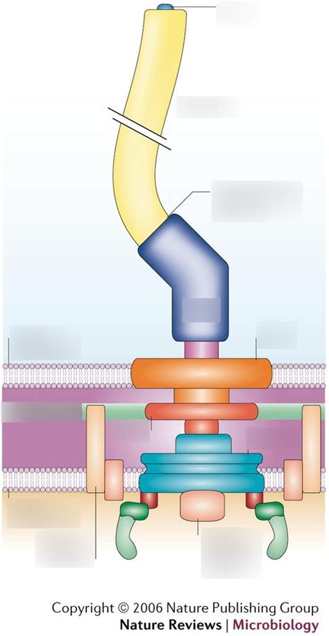 Flagella Structure Diagram | Quizlet