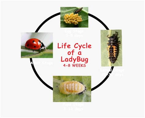 Ladybird Beetle Life Cycle