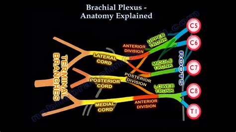 Brachial Plexus Anatomy Explained - Everything You Need To Know - Dr. Nabil Ebraheim - YouTube