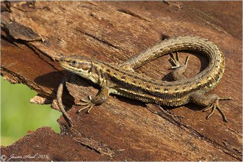 Lizards in the UK | Lizard species, Lizard, Common lizard