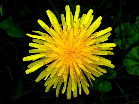 File:Top view of a dandelion.JPG - Wikimedia Commons