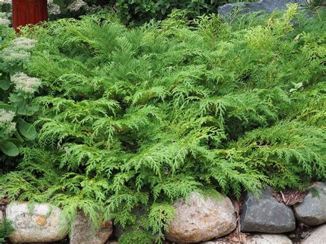 microbiota decussata - Siberian Cypress | Evergreen landscape front ...