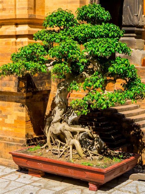 Old Temple Juniper As Bonsai Tree Stock Image - Image of china, mini ...