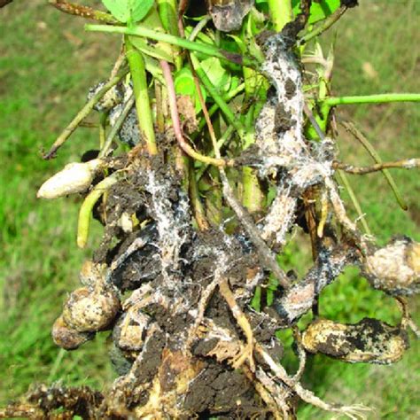 4 Sclerotia of Sclerotium rolfsii on a heavily infected peanut plant ...