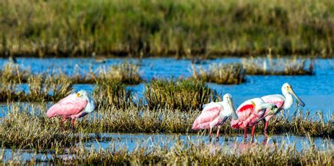 Merritt Island National Wildlife Refuge Attività autunnali: il MEGLIO ...