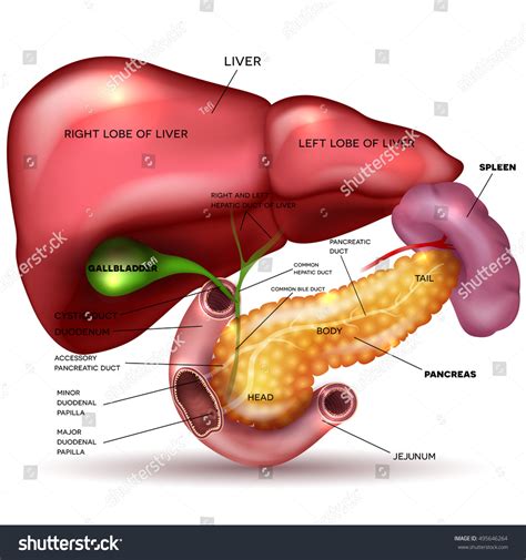 Liver Pancreas Gallbladder Spleen Detailed Drawing Stock Illustration 495646264 | Shutterstock