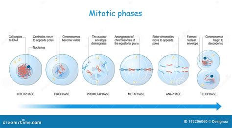 Mitosis Stages. Cell Division Stock Vector - Illustration of chromatin, reproduction: 192206060