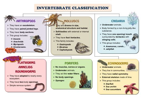 Invertebrates Science Diagrams, Vertebrates And Invertebrates, Plant Classification, Flatworm ...