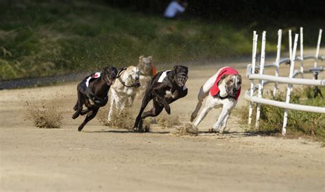 5 greyhound races you should watch - Adomonline.com