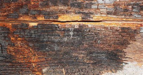 Wood Rot: A Common Crawl Space Moisture Problem - Tar Heel Basement Systems