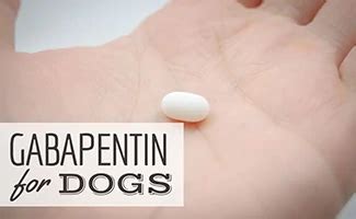 Gabapentin For Dogs: Uses, Side Effects, Dosage & More