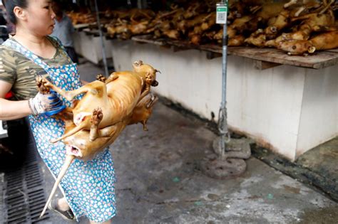 Home of China's Dog Meat Festival Defiant Amid Outcry - SAPeople - Worldwide South African News