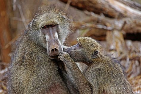 Hunting baboons in South Africa with Mkulu African Hunting Safaris