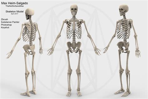 Awesome Human Male Skeleton perfect for anatomy references and more ...