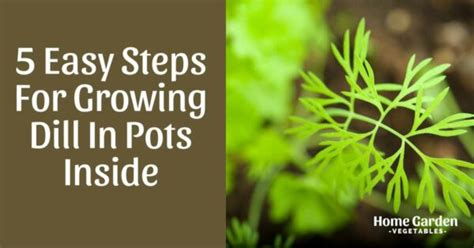 5 Easy Steps For Growing Dill In Pots Inside - Home Garden Vegetables