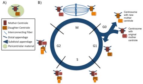 Centrosome duplication during the cell cycle. (A) Centrosomes are... | Download Scientific Diagram