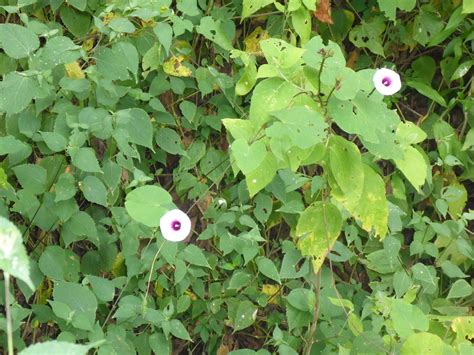 Ipomoea sp. | Ipomoea sp. (unidentified) at the back of the … | Flickr