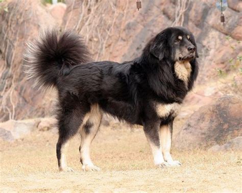 Himalayan Sheepdog Dog Breed Information, Images, Characteristics, Health