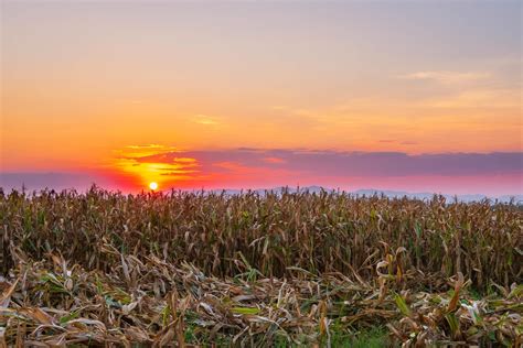 The sunset on the corn field 2405866 Stock Photo at Vecteezy