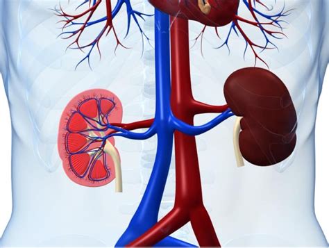 Does Metformin Cause Kidney Damage - HealthyKidneyClub.com