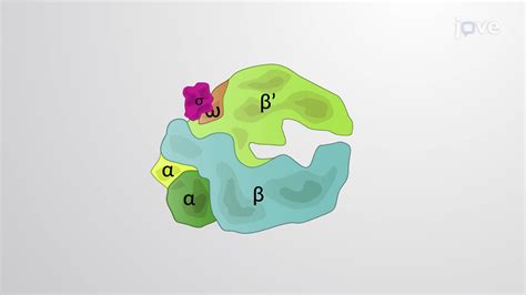 Bacterial RNA Polymerase and Sigma Factor - Concept | Cell Biology | JoVe