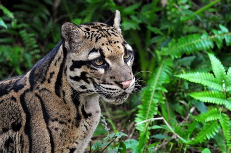 Clouded leopard Photography • Image Album