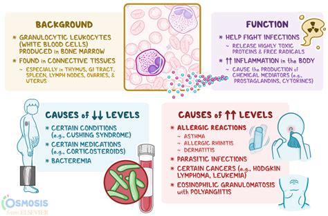 Eosinophils: What Are They, What Do They Do, and More | Osmosis