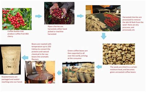 coffee roasting charts