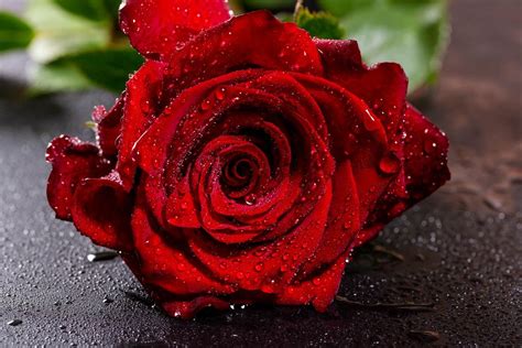 Water droplets on red rose - Creative Commons Bilder