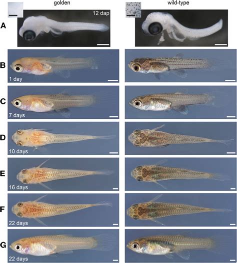 Guppy Fry Growth Chart