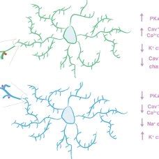 All drugs of abuse increase dopamine signaling in striatum, which can... | Download Scientific ...